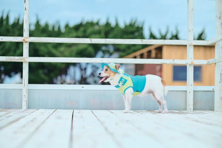 【提案営業】好きなペットやファッションを仕事に！賞与･ペット各種手当有◎のカバー写真