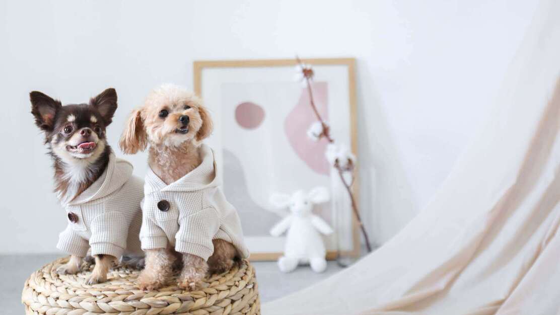 ドッグウェアブランド「monchéri」EC運用責任者候補募集!!のカバー写真