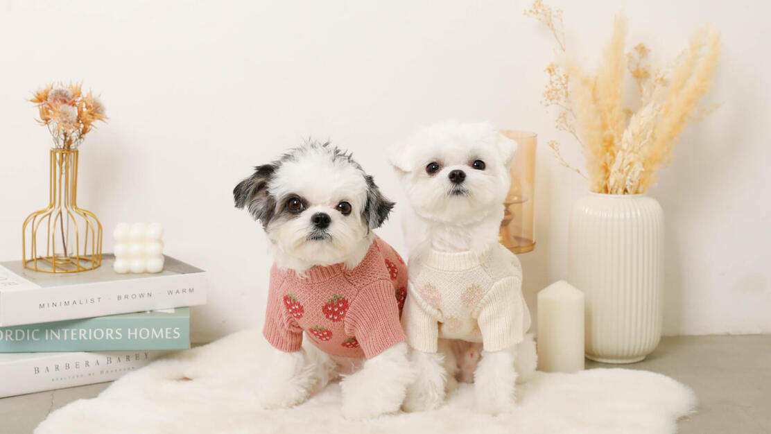 【急成長D2Cブランド「monchéri」】EC事業責任者候補募集！のカバー写真